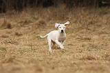 DOGUE ARGENTIN 167